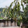 Phytophthora root rot