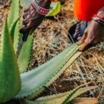 Women making a fortune through Aloe vera farming in Kenya