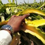 Dragon Fruit Diseases That Might Wipe Out Your Expensive Investment