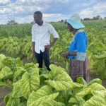 Tobacco Farming In Kenya