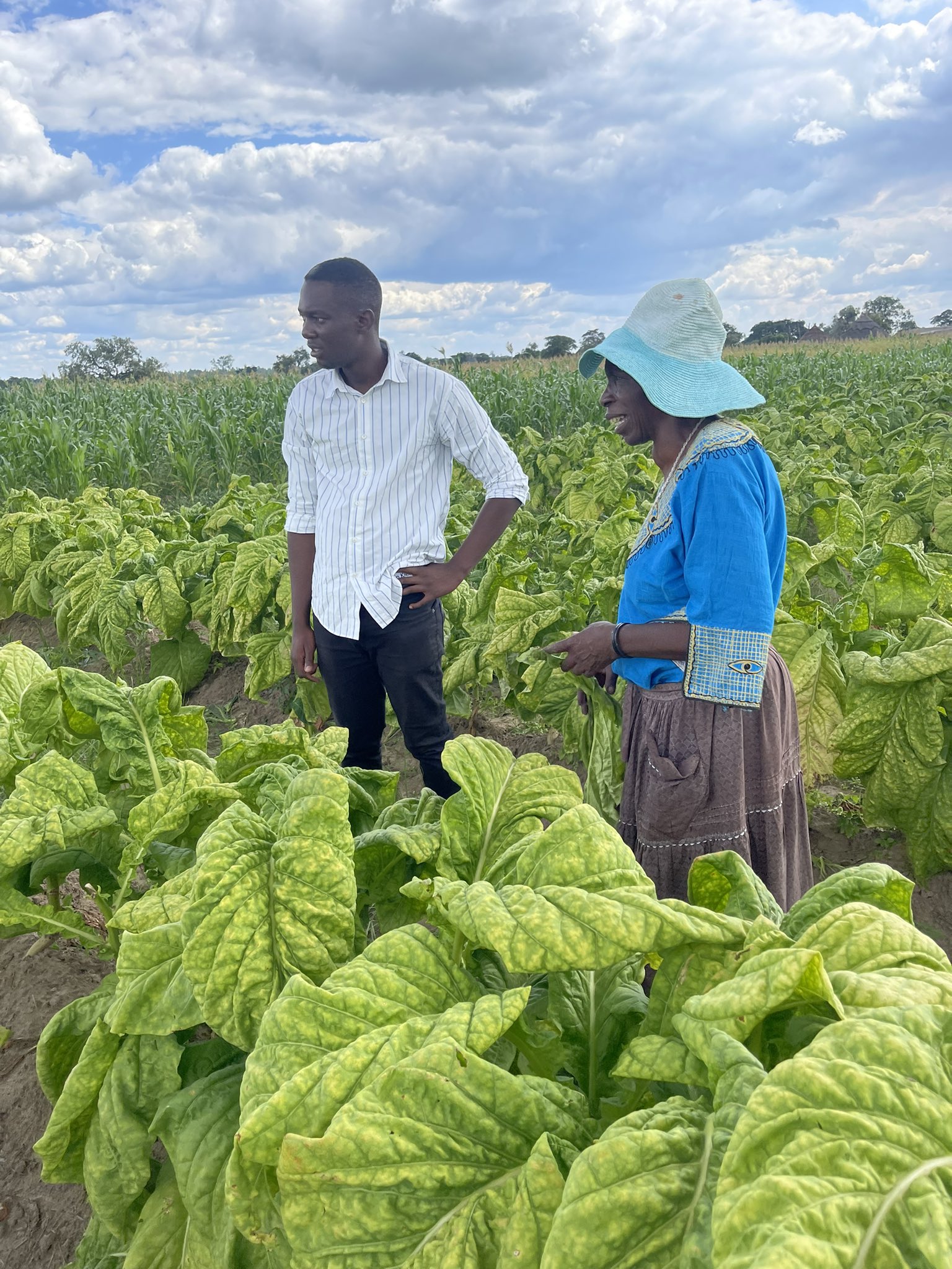Tobacco Farming in Kenya