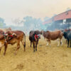 beef production-in-kenya