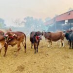 Beef Production In Kenya: How to Get it Right On Beef Farming beef production-in-kenya