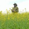 canola farming in kenya