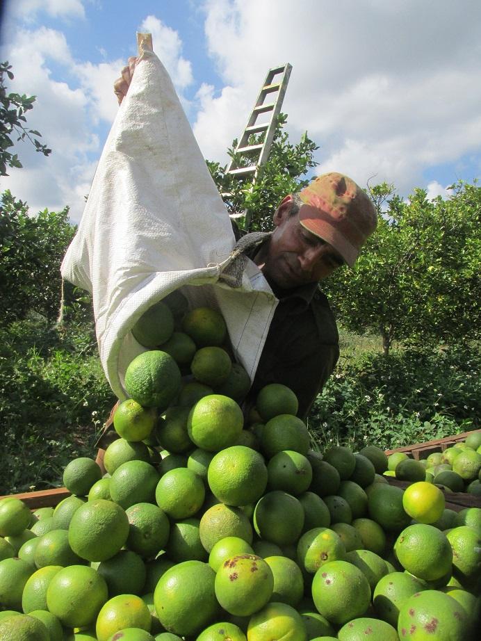 Top Fruit Trees to Grow During Heavy Rains in Kenya: Complete Guide to Establishing High-Survival Passion Fruit, Mango and Citrus Orchards 6 Citrus farming in kenya