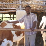Dairy Farming In Kenya 23 Key Topics