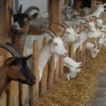 Dairy Goat Farming In Kenya