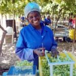 Grapes Farming In Kenya, 13 Key Q&A