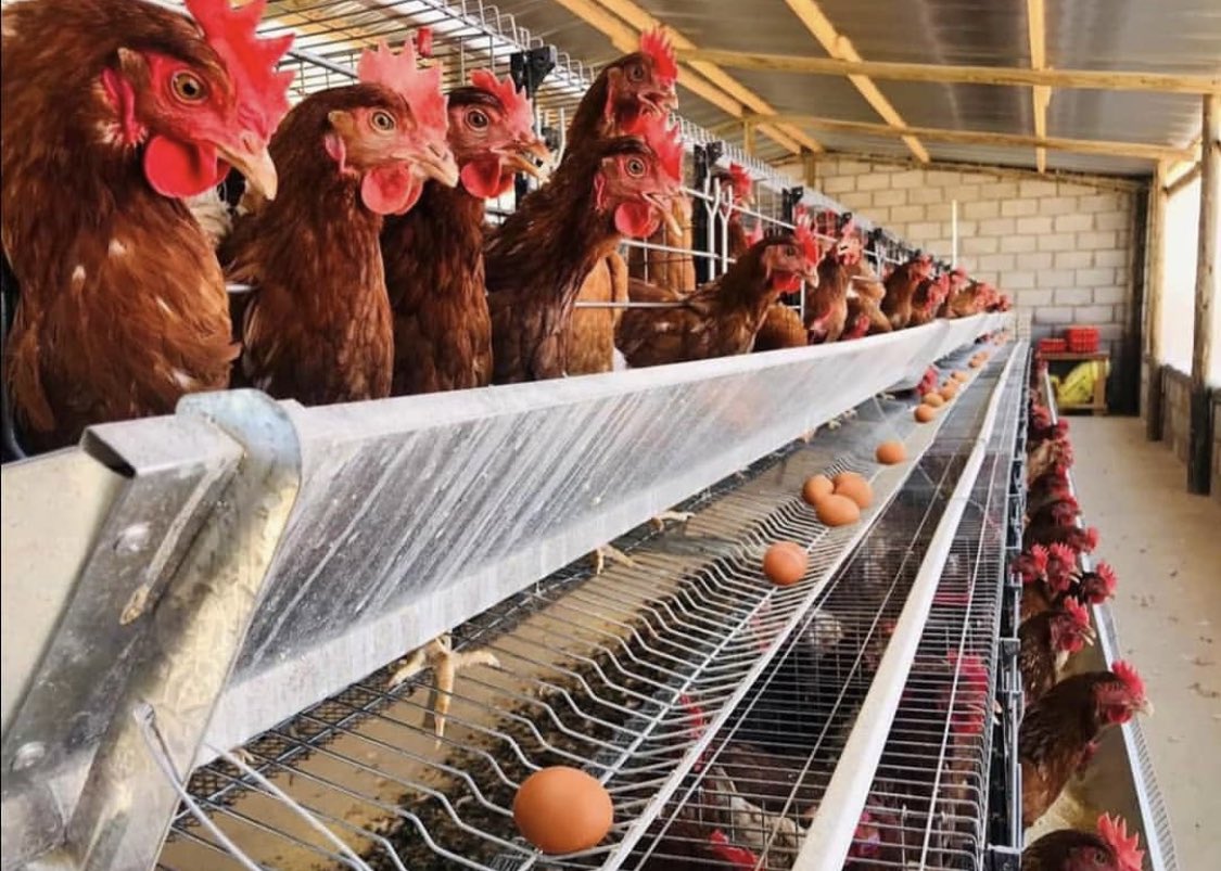 egg production in kenya