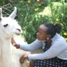 llama farming in kenya