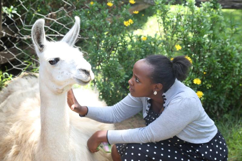 llama farming in kenya