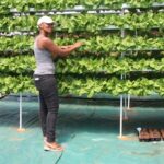 Vertical Farming, The Benefits On Small Scale Farmers