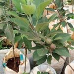 Grafting Apple With Loquart, Is It Viable?