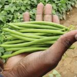 French Beans Farming In Kenya