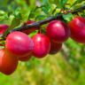 plums