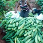 Cucumber Farming In Kenya, Farming Guide