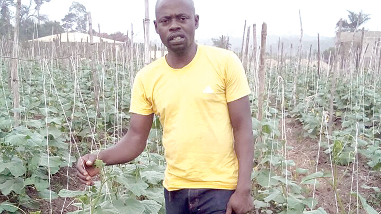 Cucumber farming in kenya