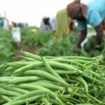 Cost Analysis On French Beans Farming In Kenya