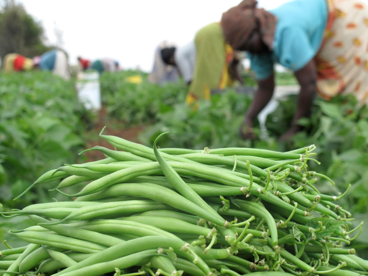 FRENCH BEANS GREEN BEANS FARMING IN KENYA