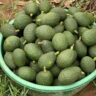 hass avocado