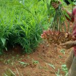 Ginger farming in Kenya farmers trend