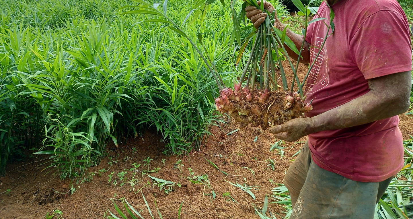 Ginger farming in Kenya farmers trend