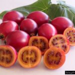 Tree Tomato Farming In Kenya, 7 Main Challenges