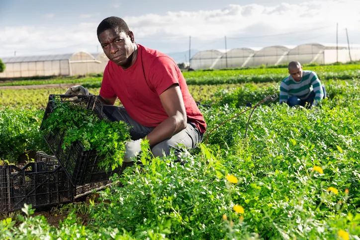 Celery Farming In Kenya, Complete planting guide 2 Farmers Trend Ltd.