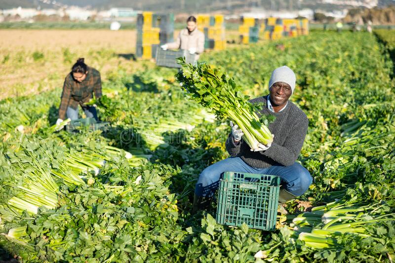 Celery Farming In Kenya, Complete planting guide 1 celery farming in kenya