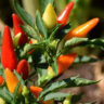 chili