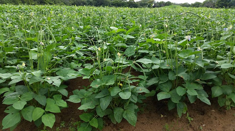 cowpea farming in kenya