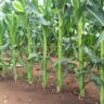 Farmers Trend Ltd.
