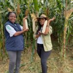 Coastal farmers urged to embrace hybrid maize varieties