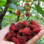 Mulberry Fruit Farming In Kenya: How To Cultivate Mulberry Fruit # Trending