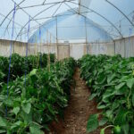 Capsicum Farming In Kenya