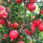 pomegranate farming in kenya