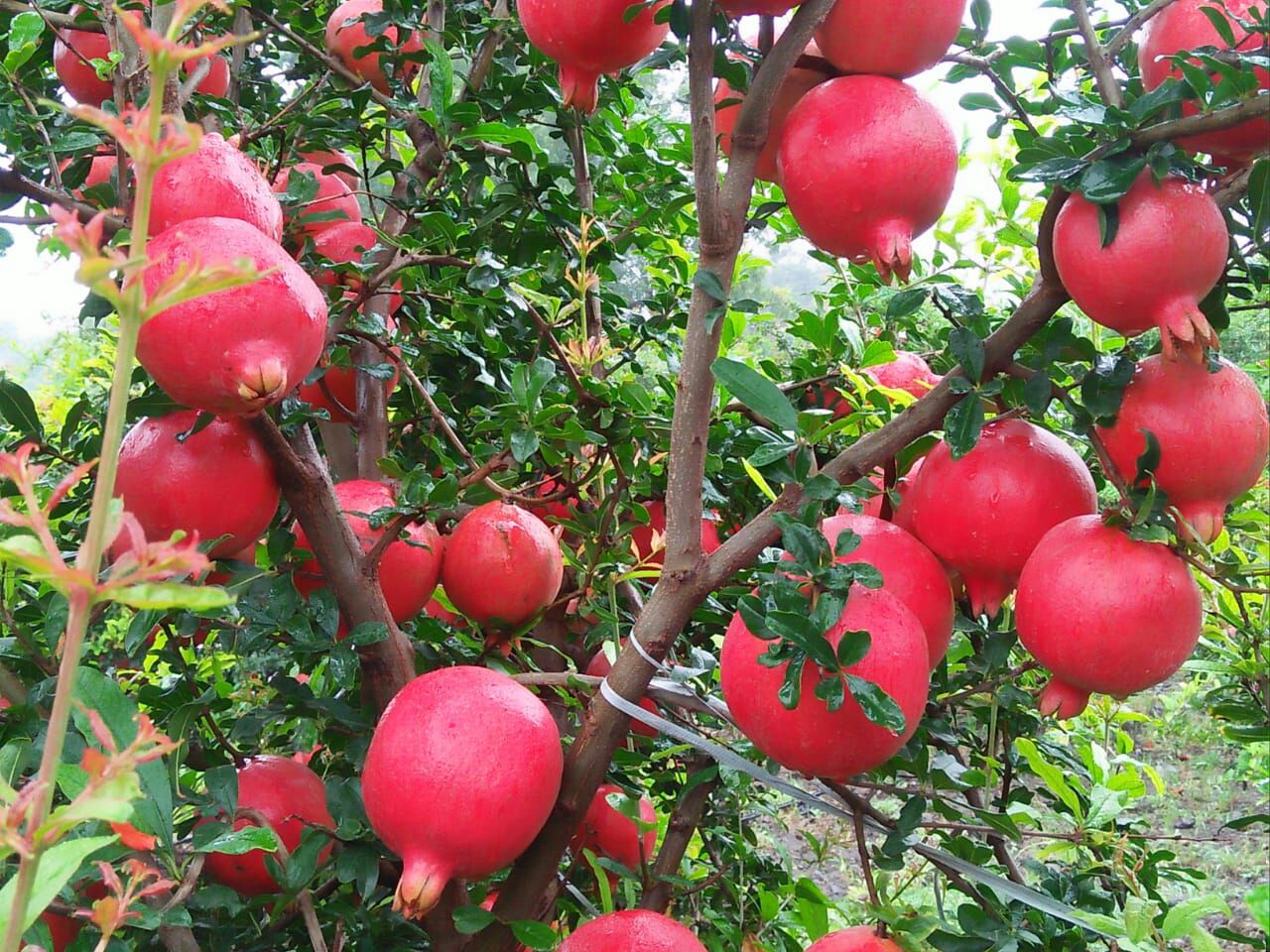 pomegranate farming in kenya
