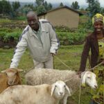 sheep farming in kenya farmers trend