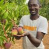 successful fruit farmers