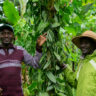vanilla farming in kenya
