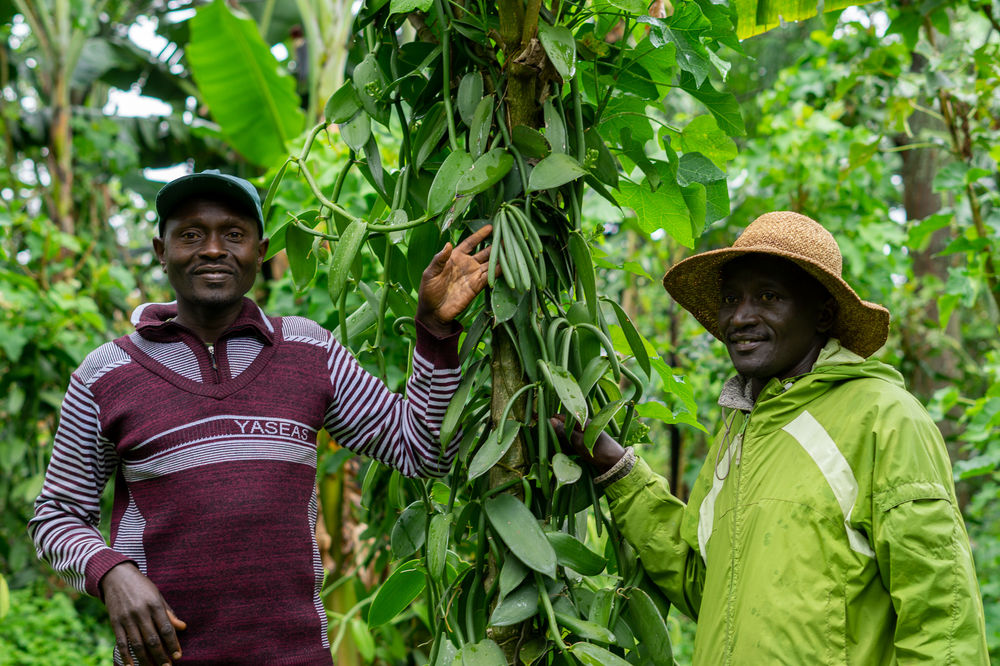 vanilla farming in kenya