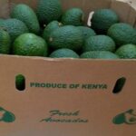 Profitability of hass avocado and pricing in Kenya
