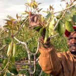 Miraa Farming In Kenya, Planting And Profitability