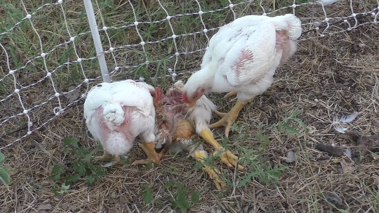 Cannibalism in poultry