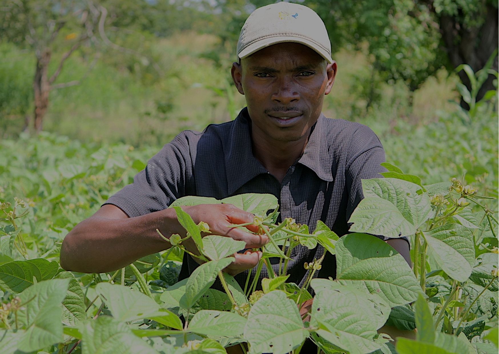Green gram farming in kenya