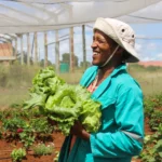 Lettuce Farming In Kenya, The Silent Money Maker