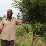 Macadamia Farming In Kenya; The Profitability Of The Sector