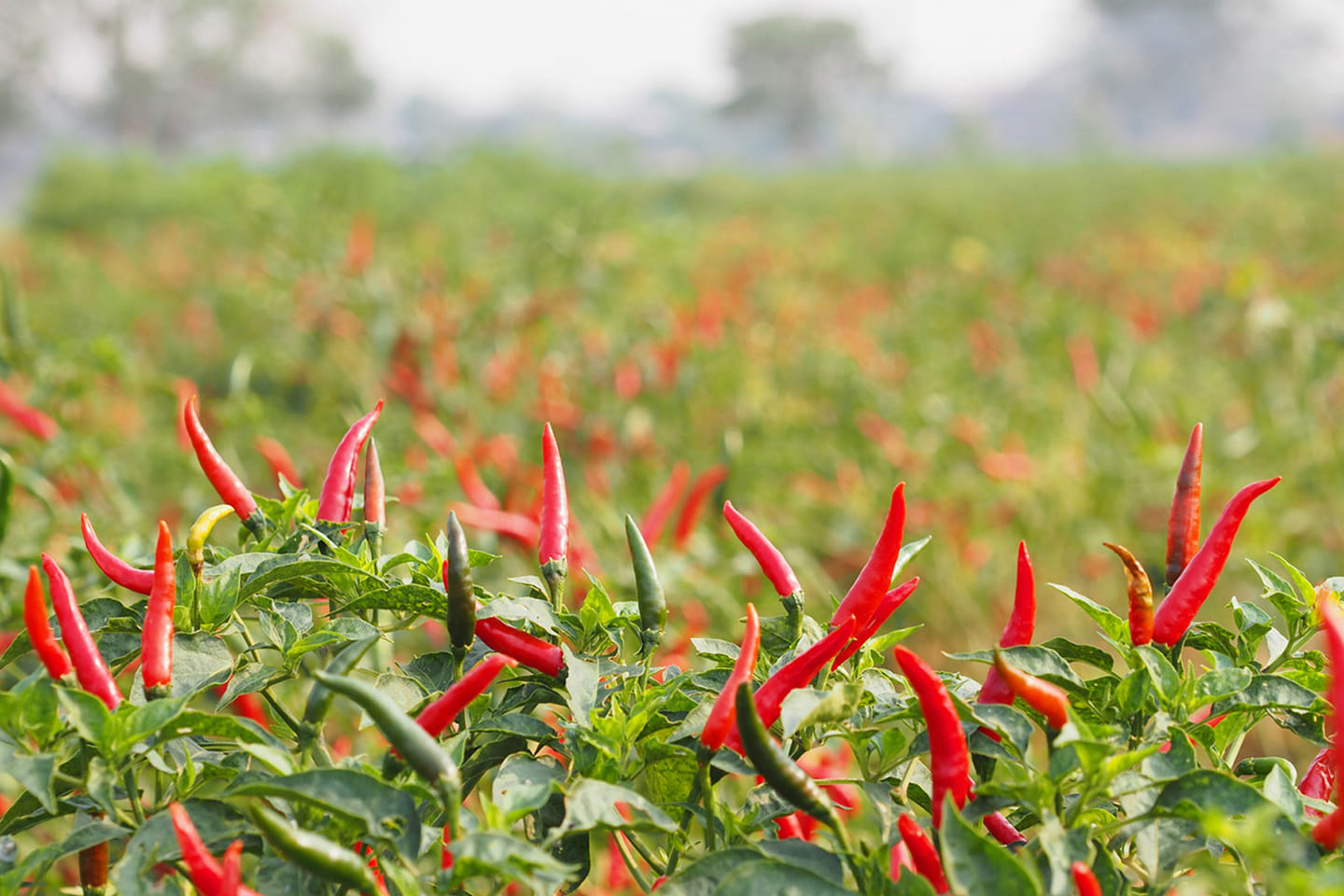 Pepper Farming In Kenya, The Hot Profitable Sector