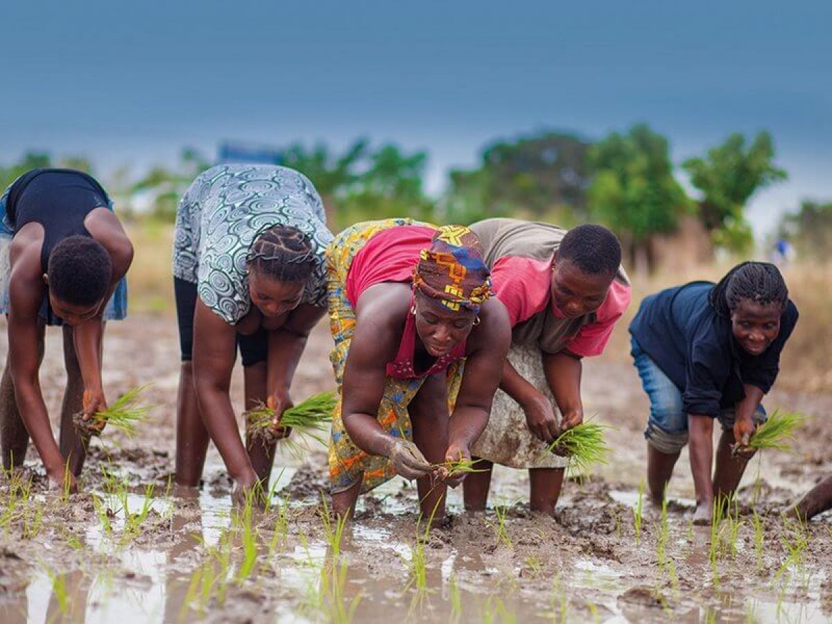 Rice farming in kenya 2023