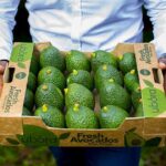 Who is the biggest exporter of avocado from kenya
